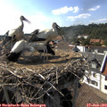 16_50-nest.jpg