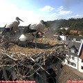 16_55-nest.jpg
