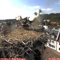 17_00-nest.jpg