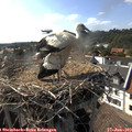 17_05-nest.jpg