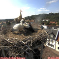 17_10-nest.jpg
