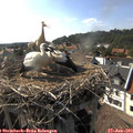 17_15-nest.jpg