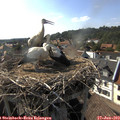 17_20-nest.jpg