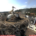 17_25-nest.jpg