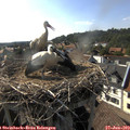 17_30-nest.jpg