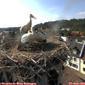 17_35-nest.jpg