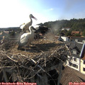 17_40-nest.jpg