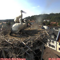 17_45-nest.jpg