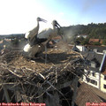17_50-nest.jpg