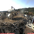 17_55-nest.jpg