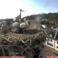 18_00-nest.jpg