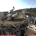 18_05-nest.jpg