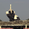 18_10-mast.jpg