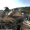 18_15-nest.jpg