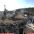 18_20-nest.jpg