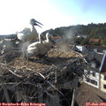 18_25-nest.jpg