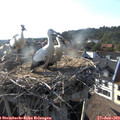 18_30-nest.jpg