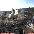 18_35-nest.jpg