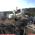 18_40-nest.jpg