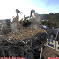 18_50-nest.jpg