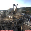 18_55-nest.jpg