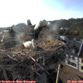 19_00-nest.jpg