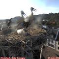 19_05-nest.jpg