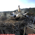 19_10-nest.jpg