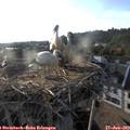 19_15-nest.jpg