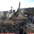 19_20-nest.jpg