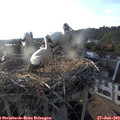 19_25-nest.jpg