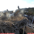 19_30-nest.jpg