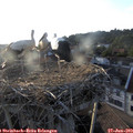 19_35-nest.jpg