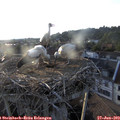 19_40-nest.jpg