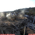 19_50-nest.jpg