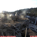 19_55-nest.jpg