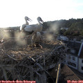 20_00-nest.jpg