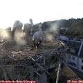 20_10-nest.jpg