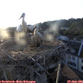 20_15-nest.jpg