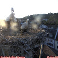 20_20-nest.jpg