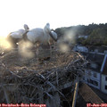 20_25-nest.jpg
