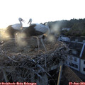 20_30-nest.jpg