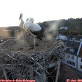 20_35-nest.jpg