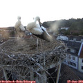 20_40-nest.jpg