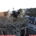 20_45-nest.jpg