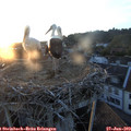 20_55-nest.jpg