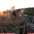 21_05-nest.jpg