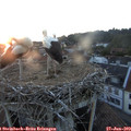 21_10-nest.jpg