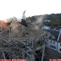 21_15-nest.jpg