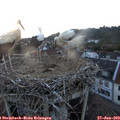 21_20-nest.jpg